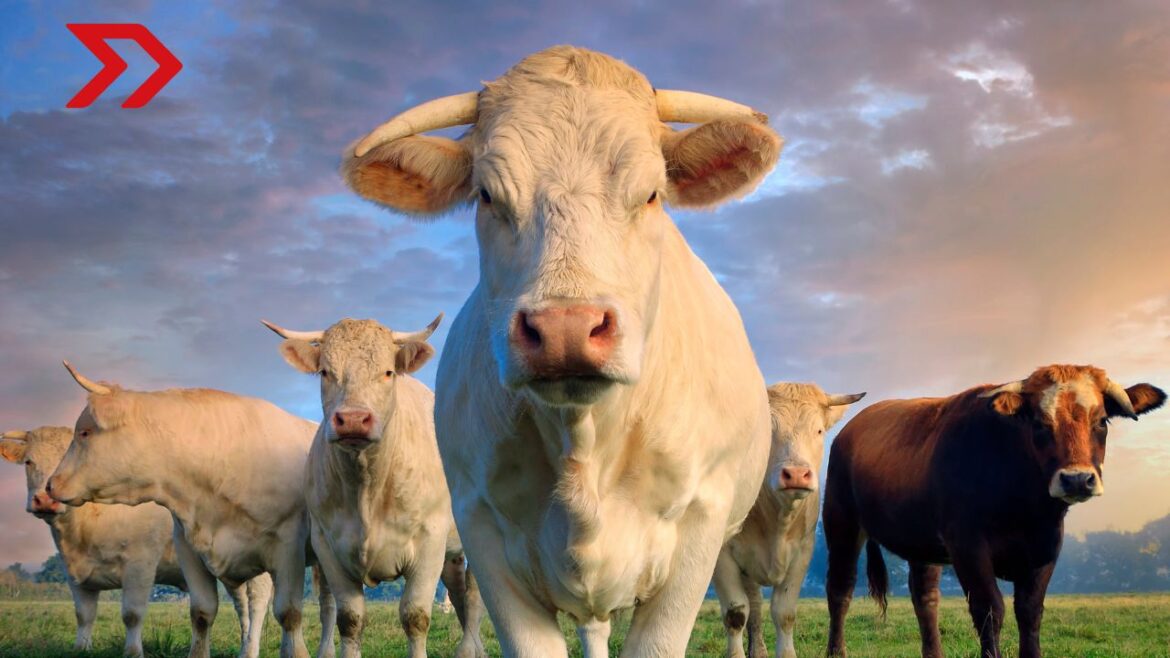 Estados Unidos reabrirá la frontera para ganado en pie con México el 7 de julio, tras evaluar favorablemente la estrategia contra el gusano barredor.