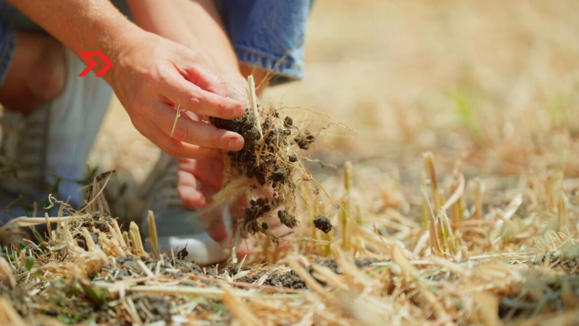 Agricultura regenerativa Kilimo